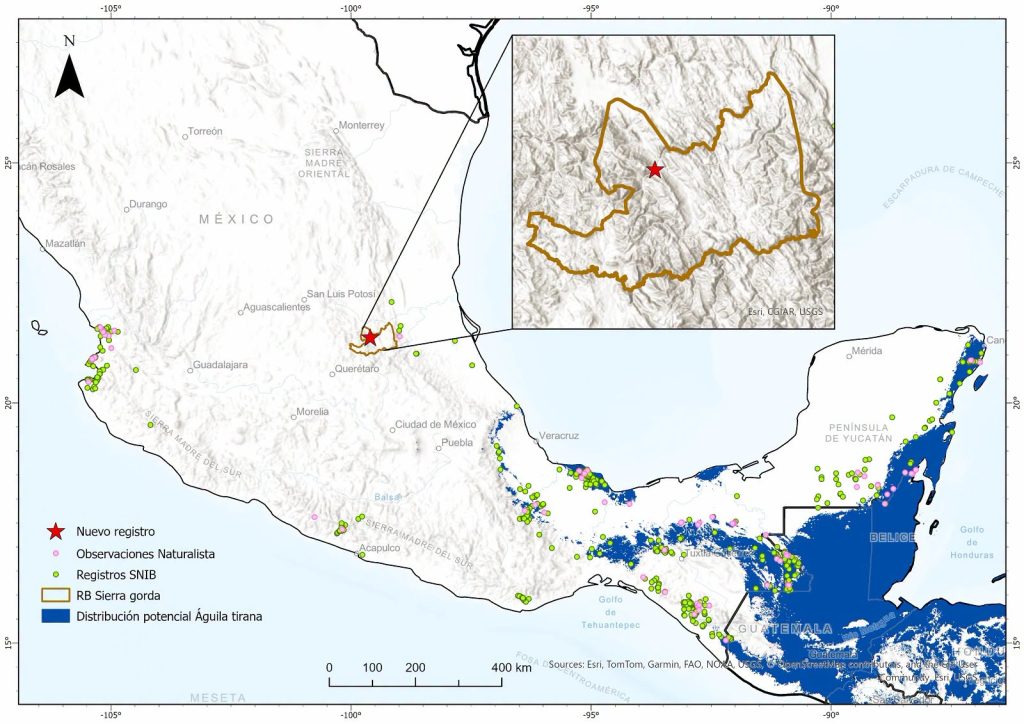 registran-primera-vez-preencia-aguila-tirana-reserva-biosfera-sierra-gorda-3