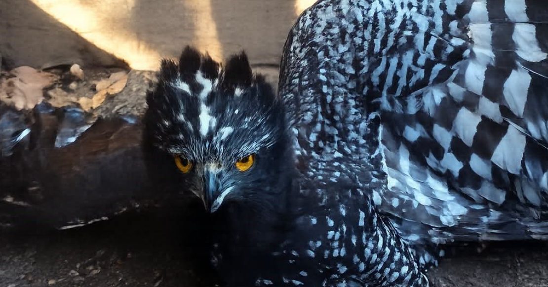 ¡Histórico! Registran por primera vez presencia del águila tirana en la Reserva de la Biosfera Sierra Gorda
