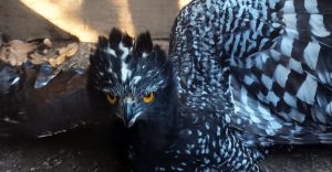 registran-primera-vez-preencia-aguila-tirana-reserva-biosfera-sierra-gorda-destacada