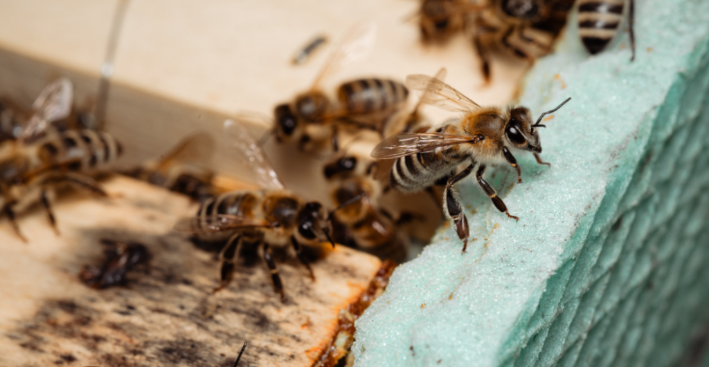 ¿Abejas con derechos? Suprema Corte analizará reconocer a las abejas como sujetos de derechos