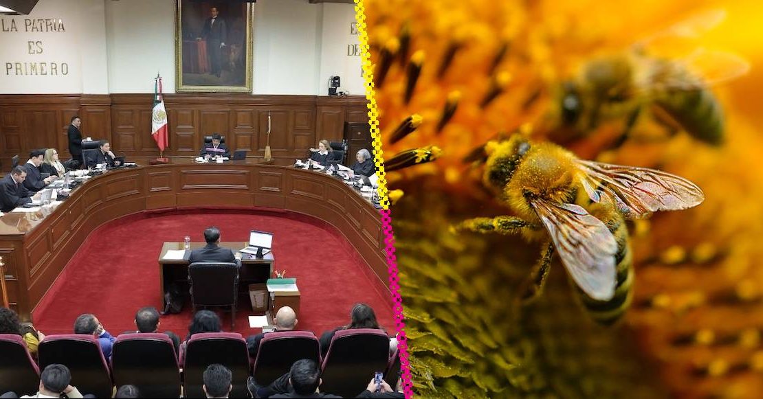 ¿Abejas con derechos? Suprema Corte analizará reconocerlas como sujetos de derechos