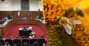 ¿Abejas con derechos? Suprema Corte analizará reconocer a las abejas como sujetos de derechos