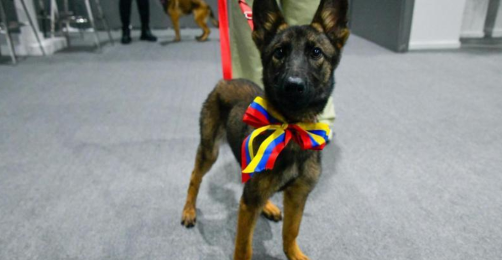 ¡Un gran detalle! Venezuela regala cachorra al Ejército Mexicano en agradecimiento a la ayuda en los trabajos de búsqueda y rescate
