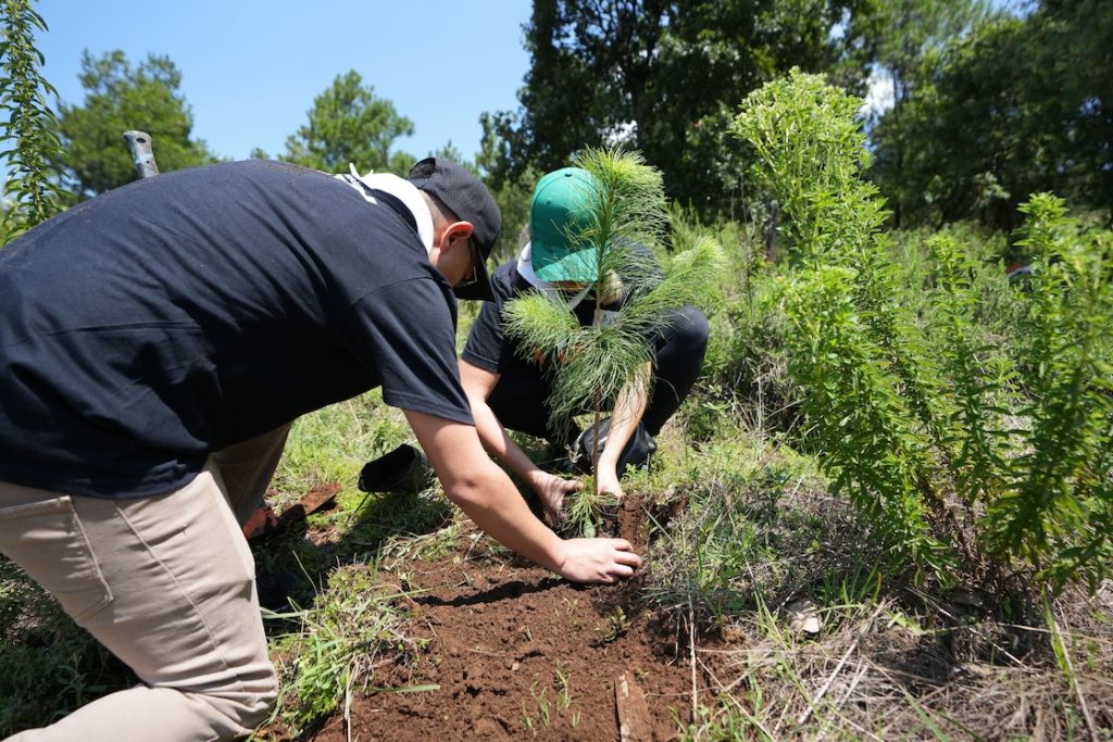 Reforestación del GP de México