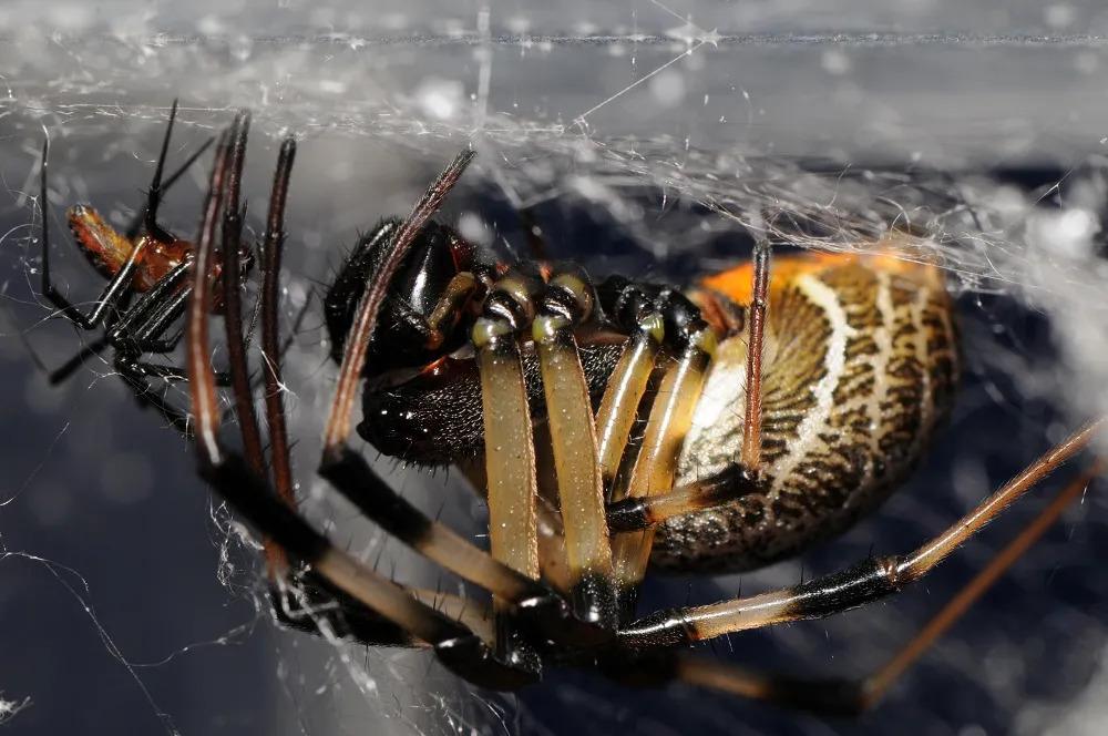 La araña tejedora de orbe que corta su pene para vivir para contarlo