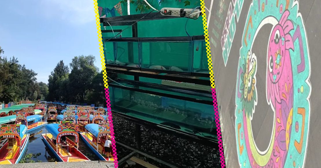 Axolowashing en CDMX: ¿Legado ambiental o visual?