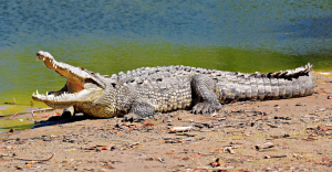 ¡Alerta! Un cocodrilo anda en la playa de Mazatlán