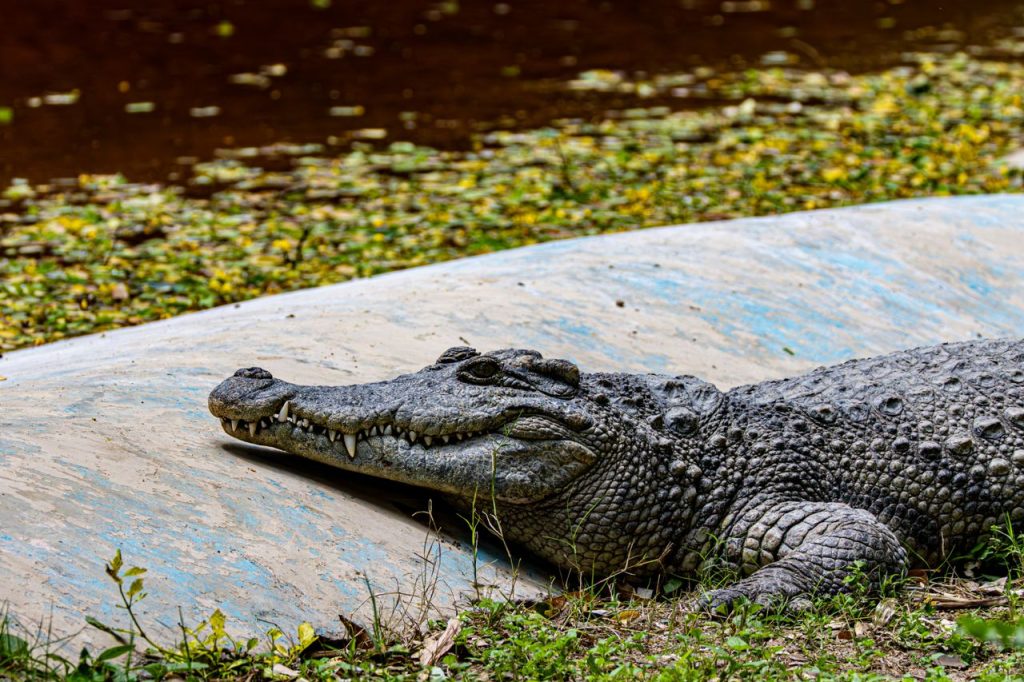 ¡Alerta! Un cocodrilo anda en la playa de Mazatlán