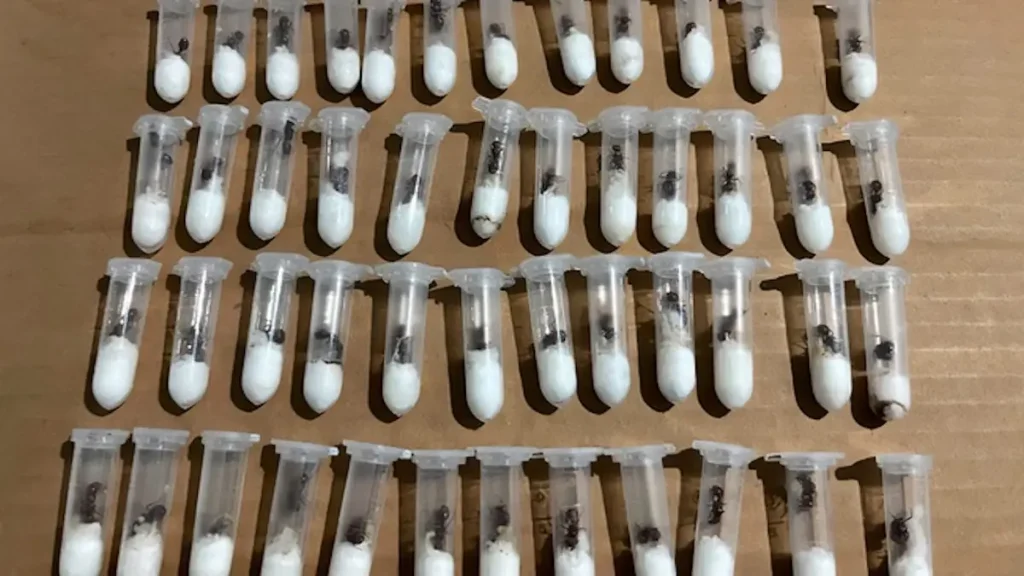 El contrabando de hormigas existe y está en aumento en el mundo, ¿por qué?