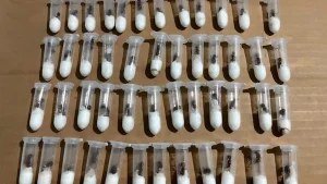 El contrabando de hormigas existe y está en aumento en el mundo, ¿por qué?