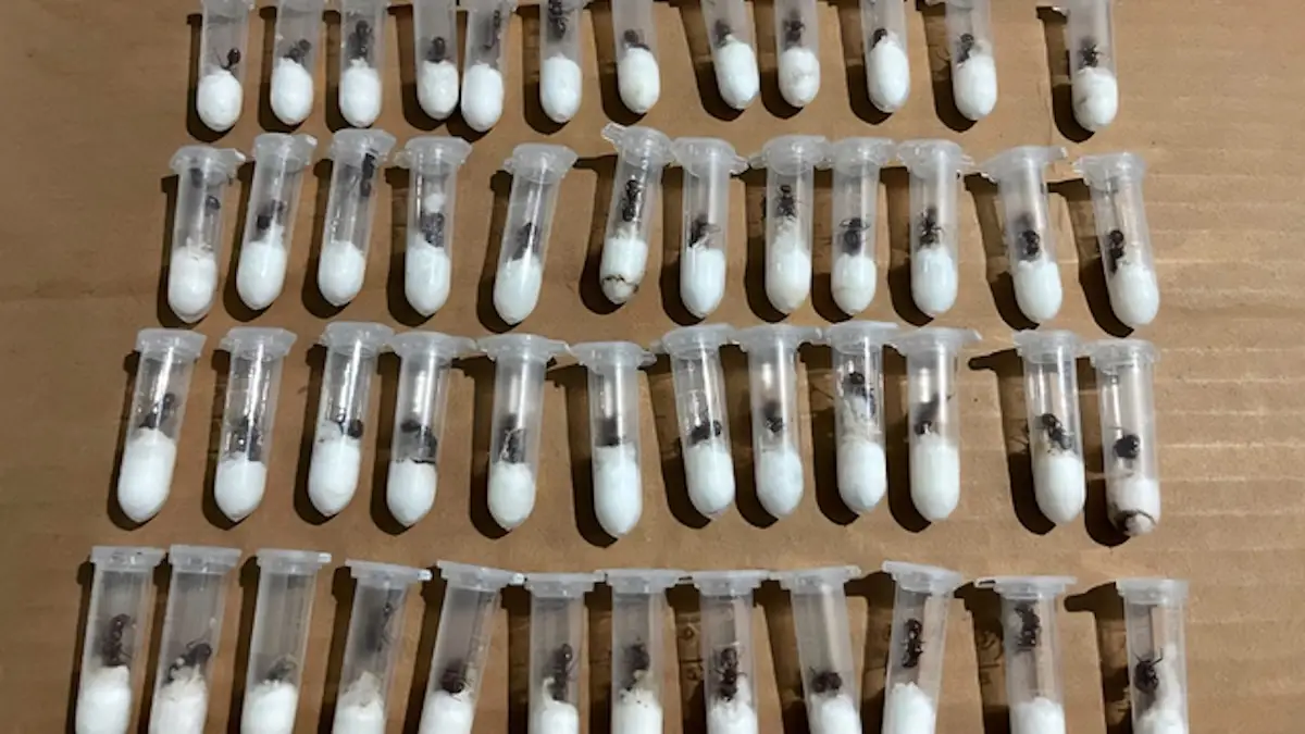 El contrabando de hormigas existe y está en aumento en el mundo, ¿por qué?