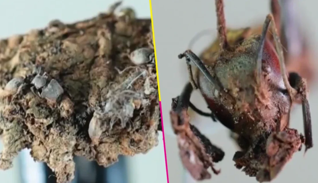 ¡Órale! Descubren seis hongos “zombis” en México que pueden infectar hormigas