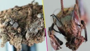 descubre-seis-hongos-zombis-mexico-infectar-hormigas-destacada