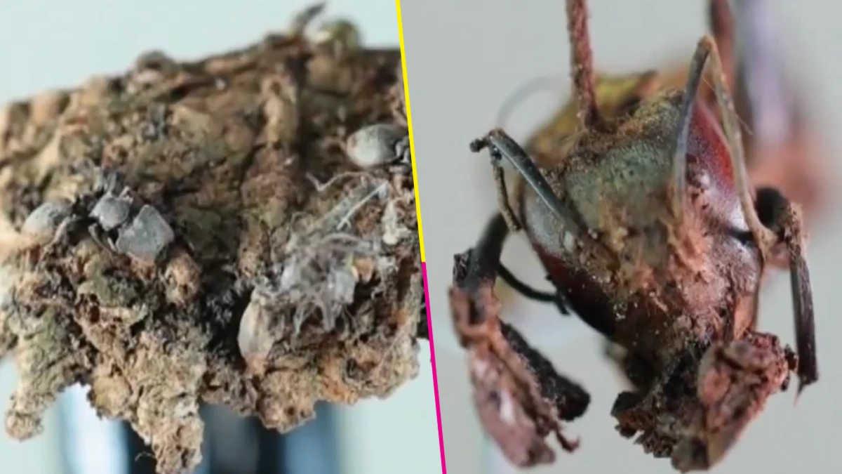 descubre-seis-hongos-zombis-mexico-infectar-hormigas-destacada