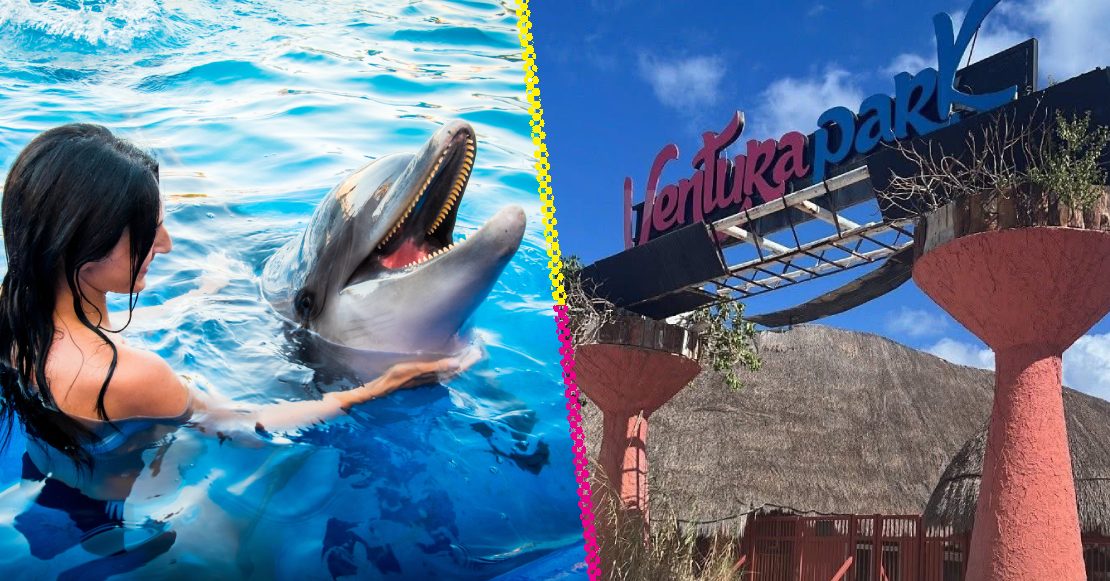 Delfines de Cancún siguen en el limbo tras clausura de Dolphin Discovery