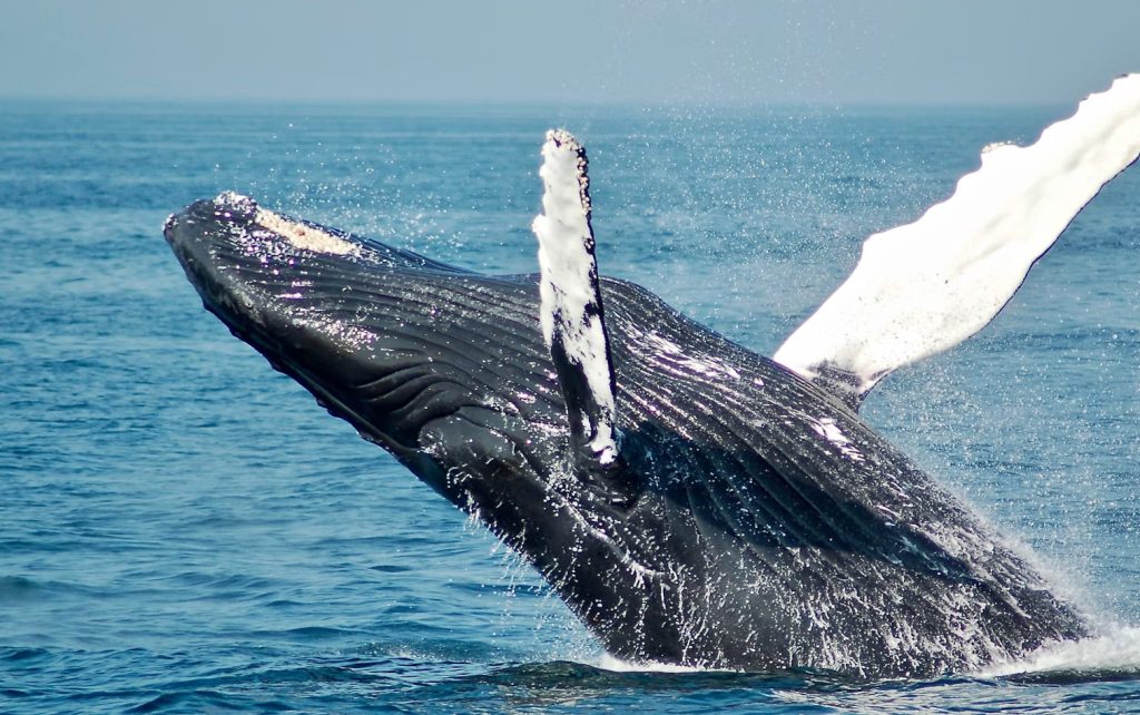 El Museo de las Ballenas
