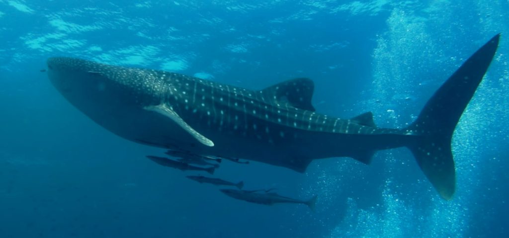 El Museo de las Ballenas .