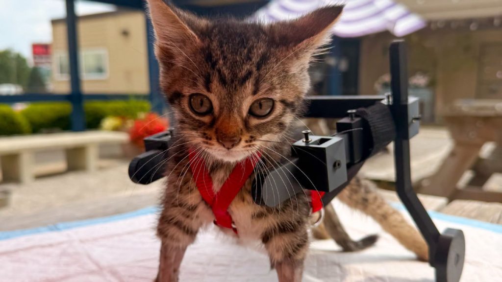 historia-gelato-gato-caminar-gracias-silla-ruedas-juguetes-1