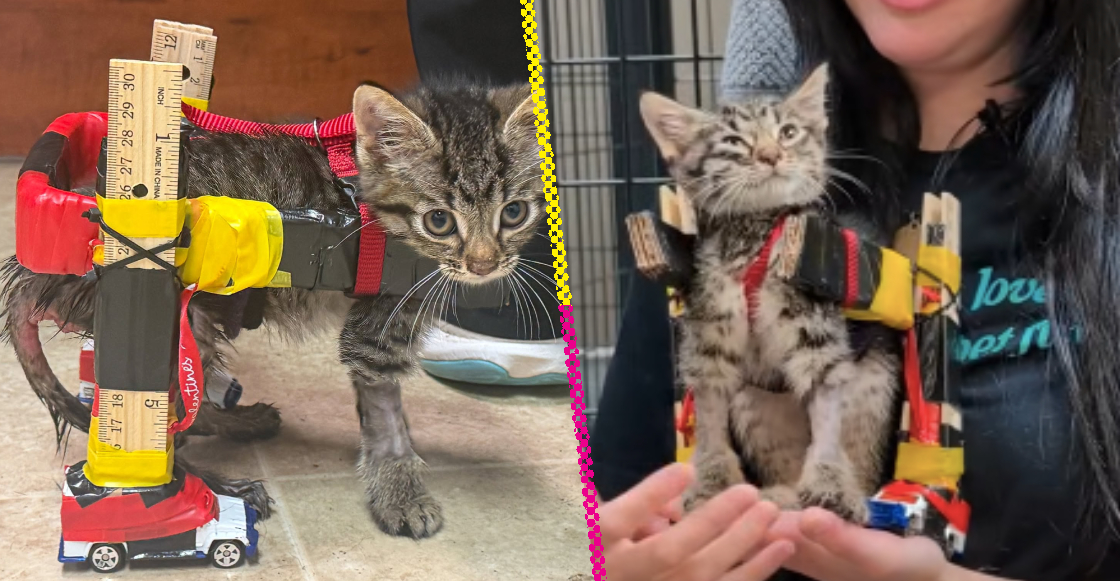 historia-gelato-gato-caminar-gracias-silla-ruedas-juguetes-destacada