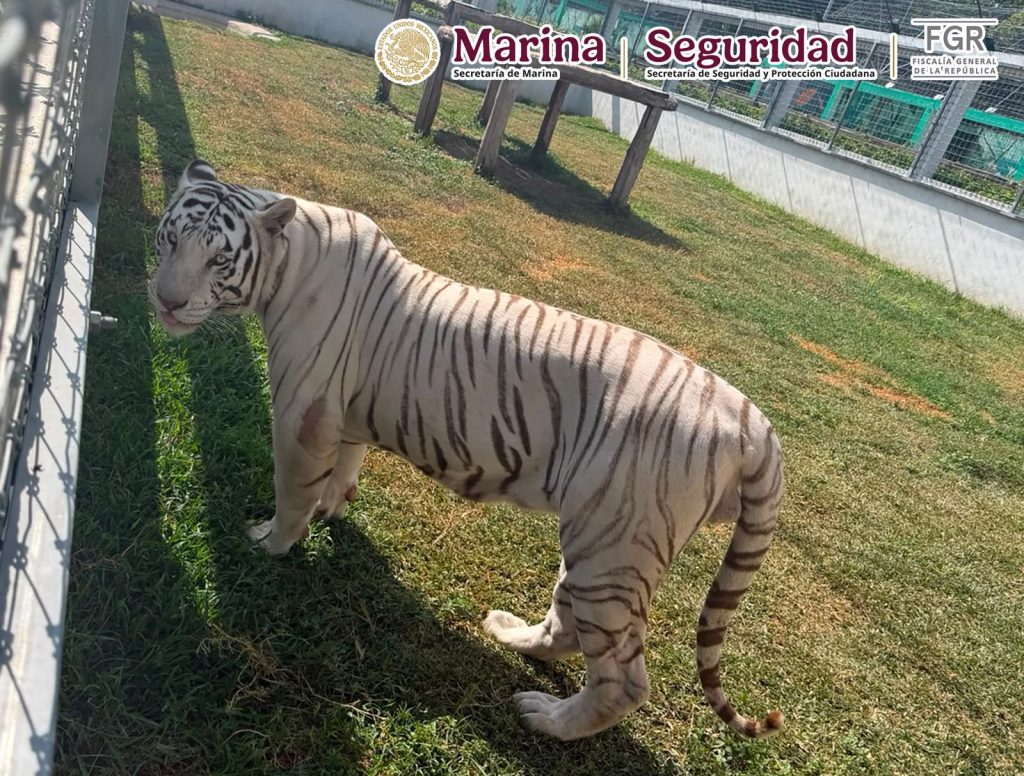 Autoridades iban por huachicol... y hallaron un zoológico en peligro de extinción