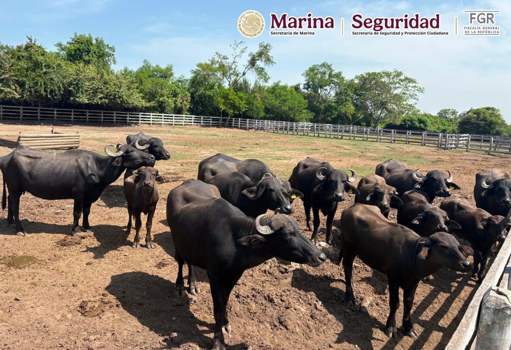 Autoridades iban por huachicol... y hallaron un zoológico en peligro de extinción