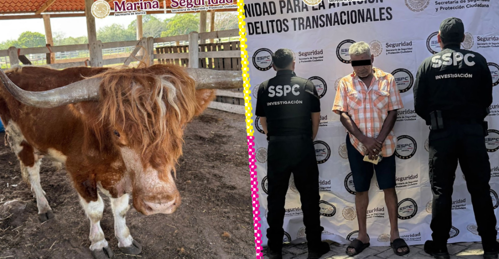 Autoridades iban por huachicol... y hallaron un zoológico en peligro de extinción