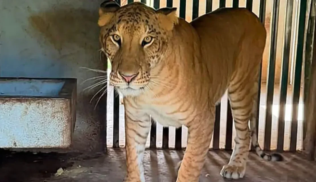 ¿Un ligre? Esto es lo que sabemos de la curiosa especie encontrada en el zoológico asegurado por la FGR