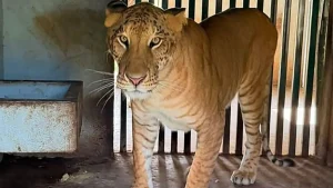 ¿Un ligre? Esto es lo que sabemos de la curiosa especie encontrada en el zoológico asegurado por la FGR