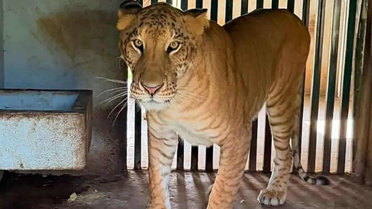 ¿Un ligre? Esto es lo que sabemos de la curiosa especie encontrada en el zoológico asegurado por la FGR
