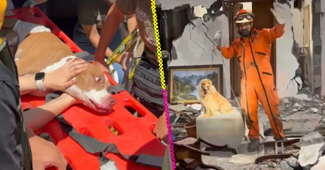 Tras horas bajo los escombros: Mascotas siguen siendo rescatadas con vida en Colombia