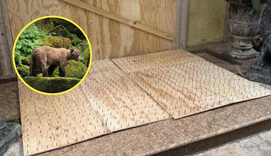 Venden tablas con clavos ‘anti osos’ en Monterrey y autoridades piden retirarlas