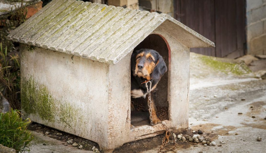 Multas de más de 230 mil pesos por maltrato animal: Esto propone la Ley General de Bienestar Animal