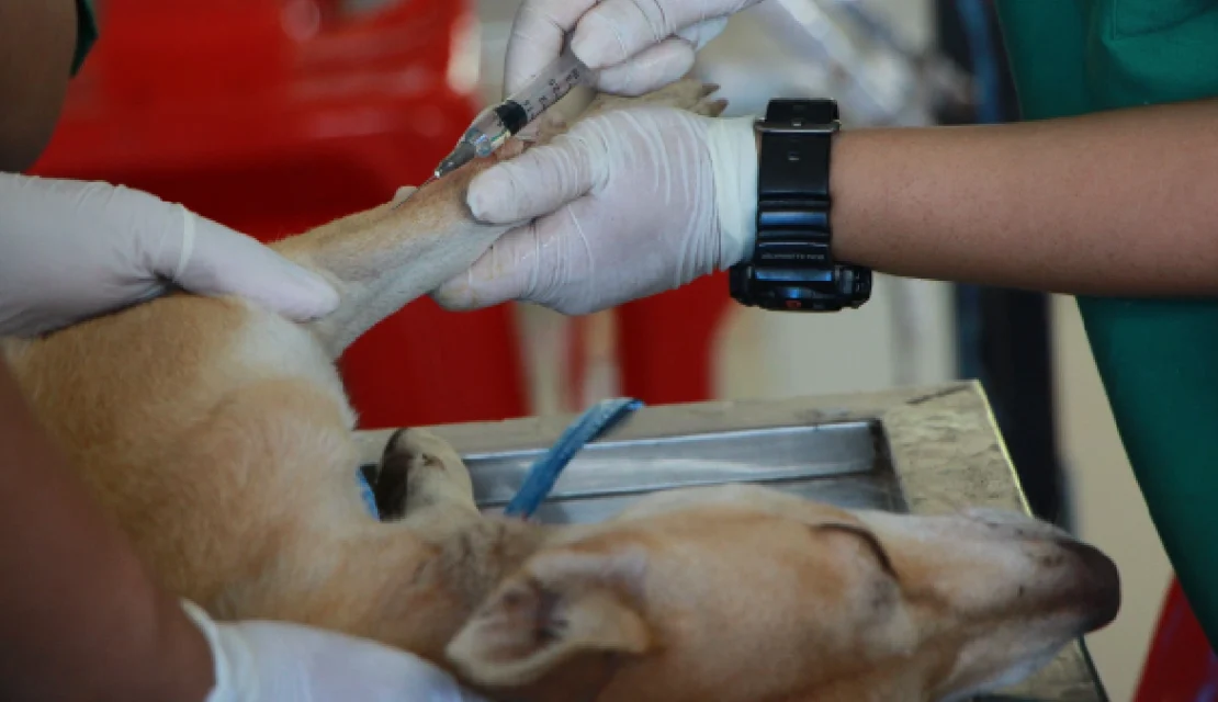 Chécale bien: alerta sanitaria por vacuna falsa contra a rabia para perros y gatos