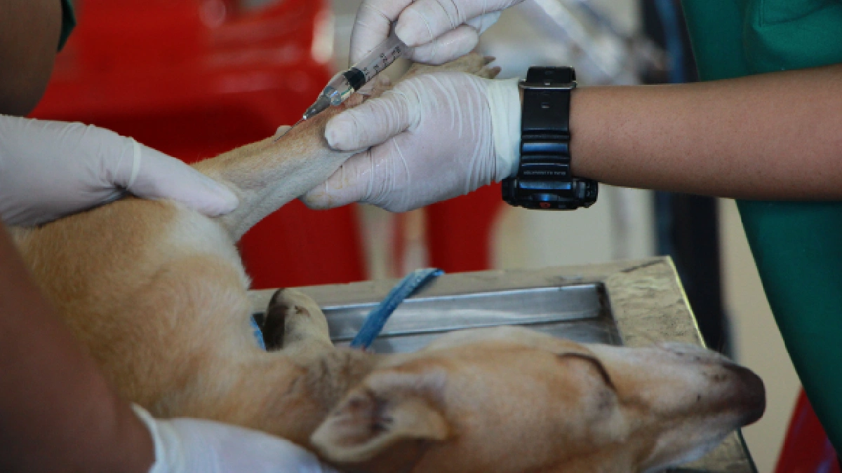 alerta-sanitaria-vacuna-falsa-contra-rabia-perros-gatos