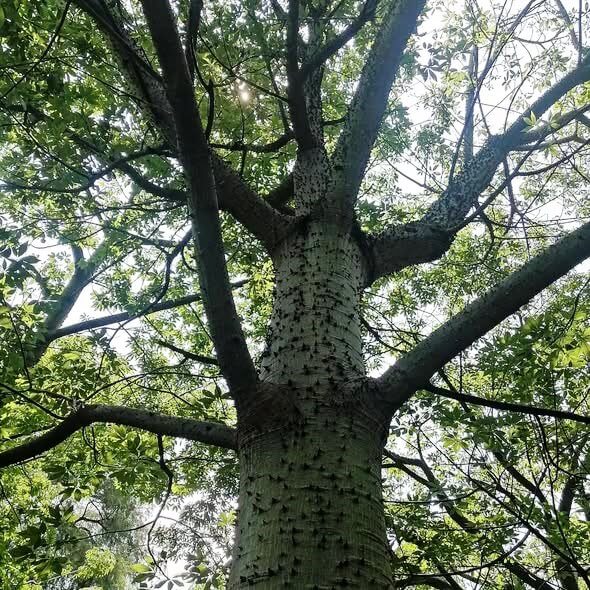 Ceiba: El árbol sagrado que sostiene el cielo maya