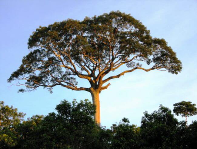 Ceiba: El árbol sagrado que sostiene el cielo maya
