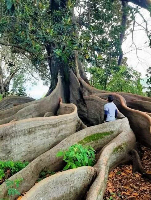 Ceiba: El árbol sagrado que sostiene el cielo maya