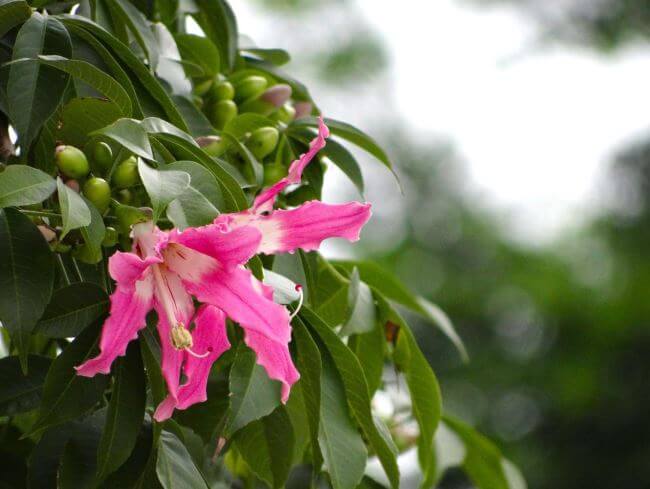 Ceiba: El árbol sagrado que sostiene el cielo maya