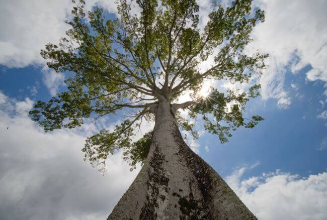 Ceiba: El árbol sagrado que sostiene el cielo maya