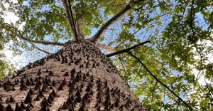 Ceiba: El árbol sagrado que sostiene el cielo maya