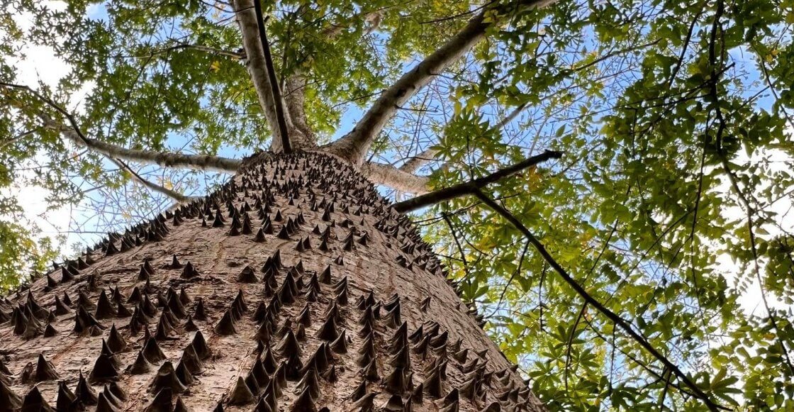 Ceiba: El árbol sagrado que sostiene el cielo maya
