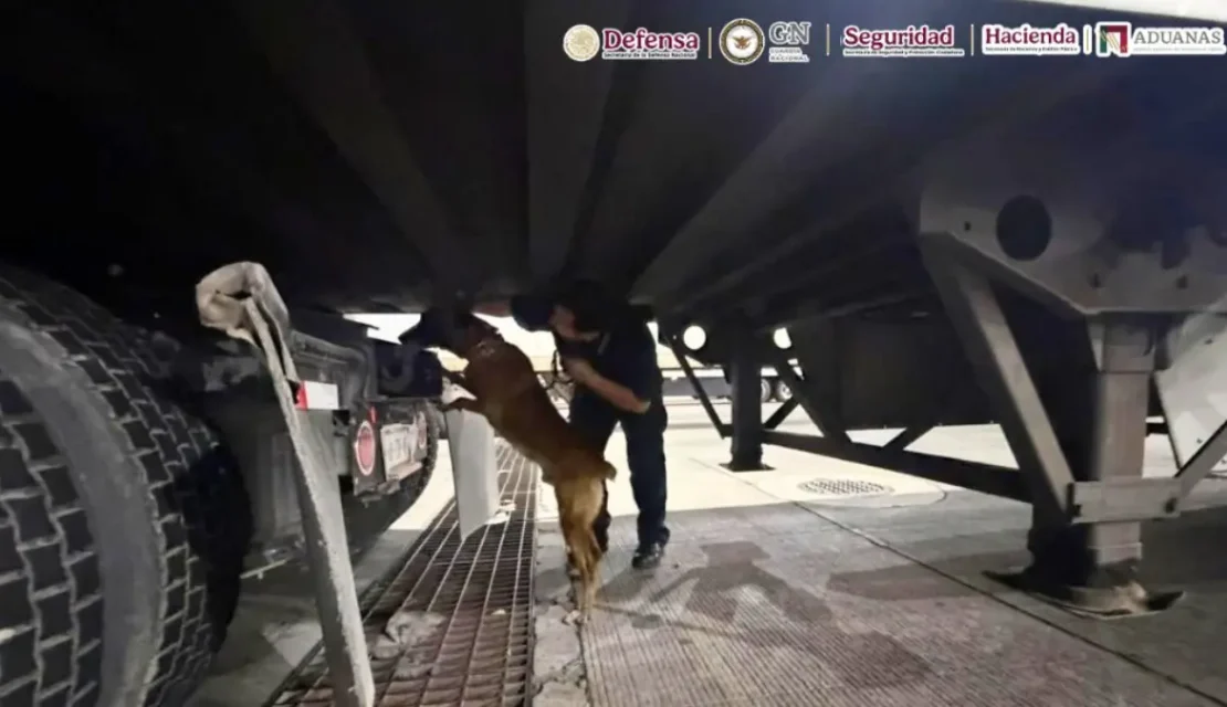 ‘Chocolate’, el perrito policía que olió 249 kilos de droga escondidos en un tráiler en Tijuana