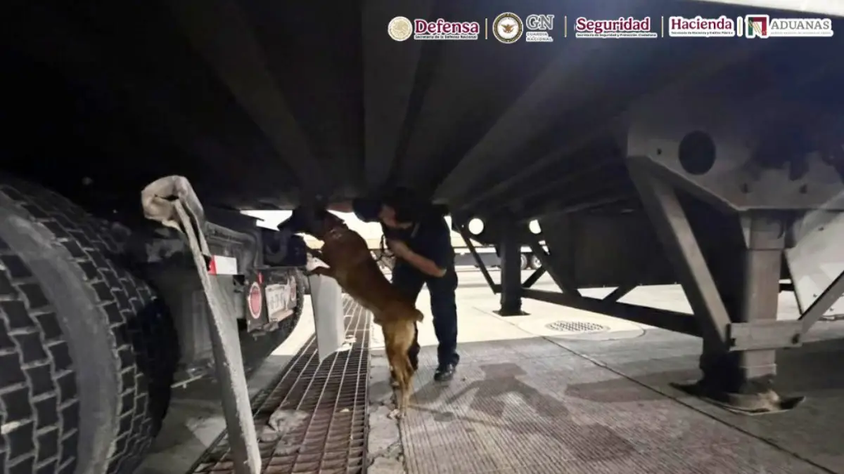 ‘Chocolate’, el perrito policía que olió 249 kilos de droga escondidos en un tráiler en Tijuana
