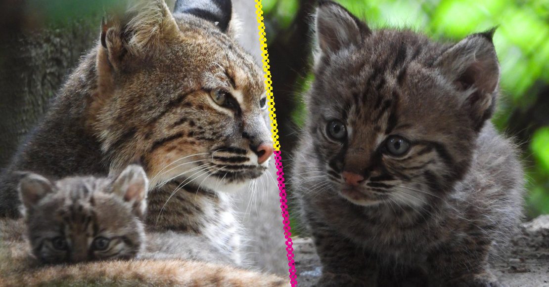 Chapultepec registra por primera vez el nacimiento de un lince rojo