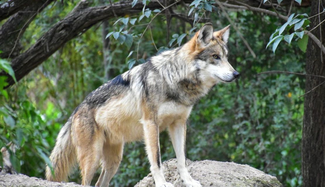 Trump busca quitar la protección a los lobos grises en Estados Unidos
