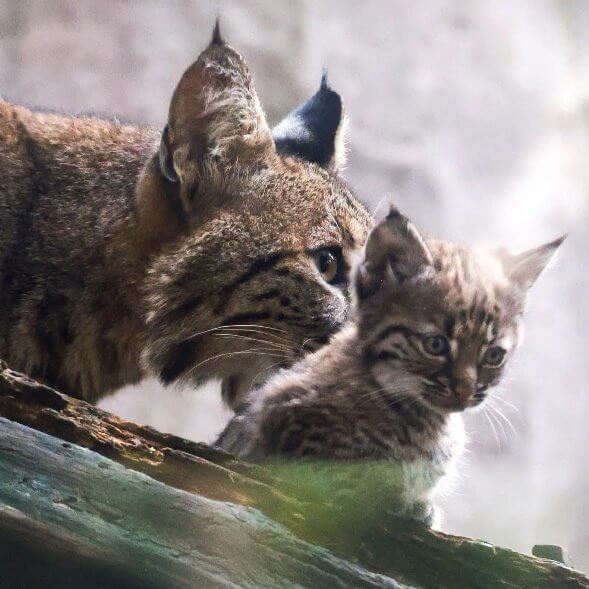 ¿Viste un coyote en Tlalpan? La fauna salvaje que está invadiendo la CDMX