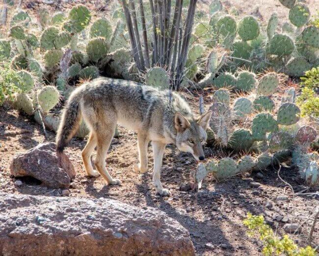 ¿Viste un coyote en Tlalpan? La fauna salvaje que está invadiendo la CDMX