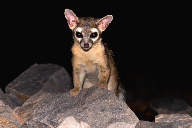 ¿Viste un coyote en Tlalpan? La fauna salvaje que está invadiendo la CDMX
