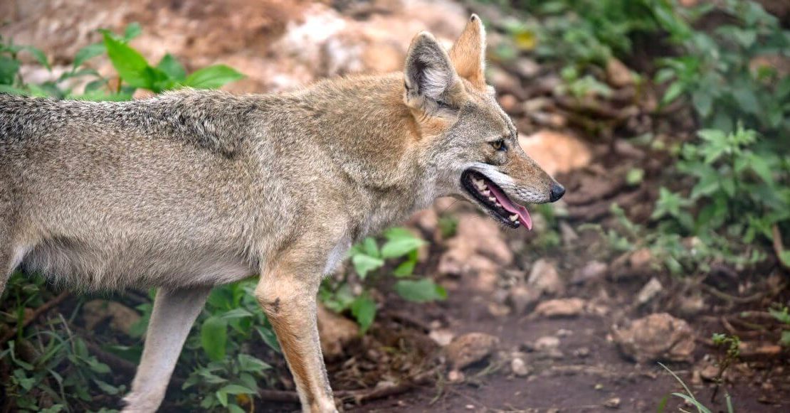 ¿Viste un coyote en Tlalpan? La fauna salvaje que está invadiendo la CDMX