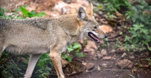 ¿Viste un coyote en Tlalpan? La fauna salvaje que está invadiendo la CDMX